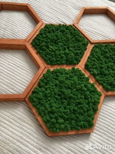 Рамки соты со стабилизированным мхом