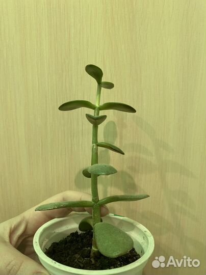 Толстянка, денежное дерево