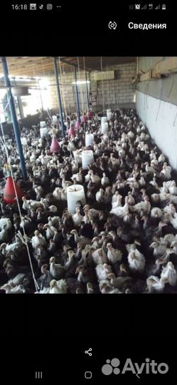 Индюки бройлеры