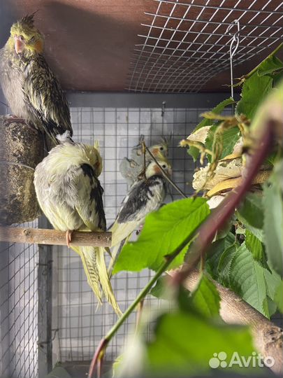 Попугай корелла птенцы ручные