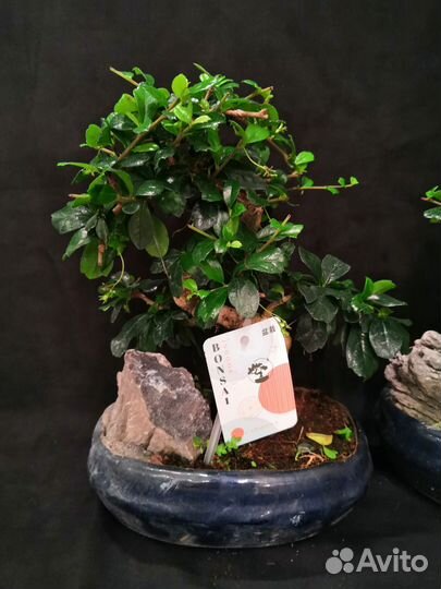 Дерево бонсай кармона 20/30