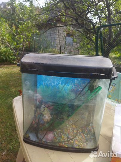 Аквариум