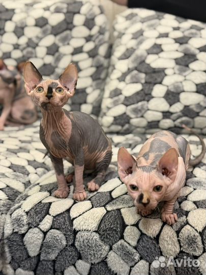Канадский сфинкс котенок