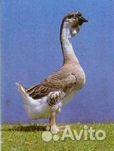 Гусята суточные