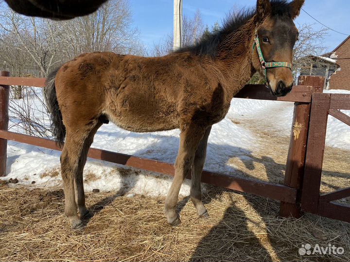 Кросс американский рысак