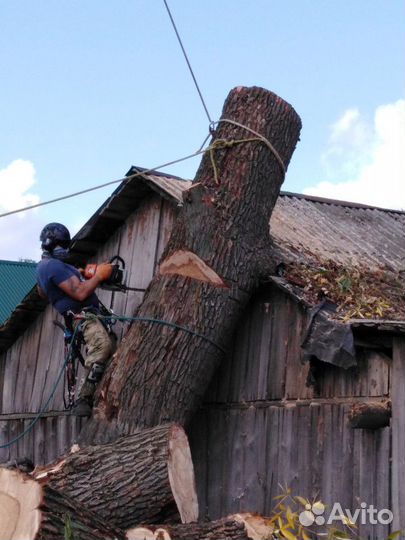 Спил деревьев