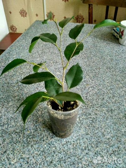 Комнатные растения