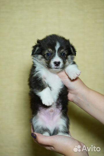 Щенки корги