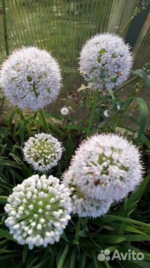 Аллиум белый