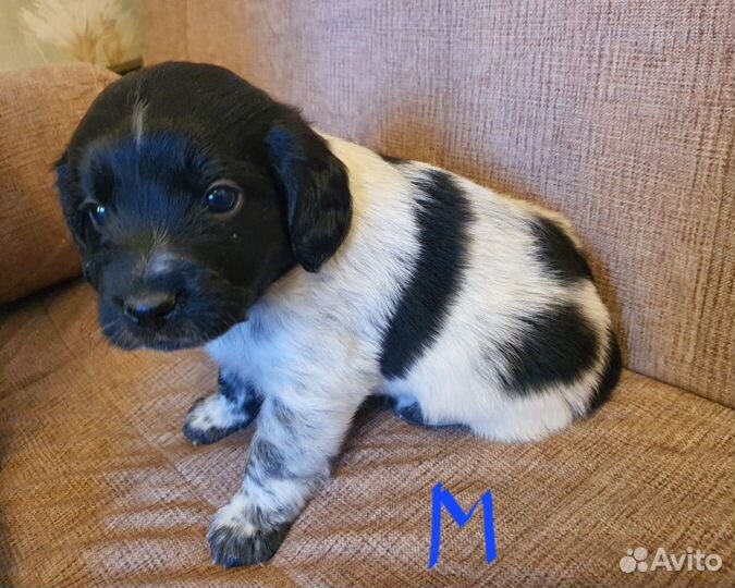 Щенки русского спаниеля