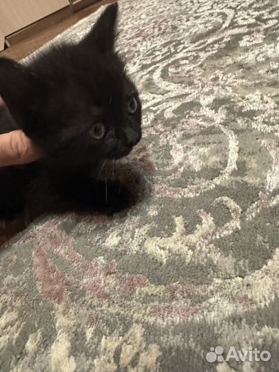 Британская кошка