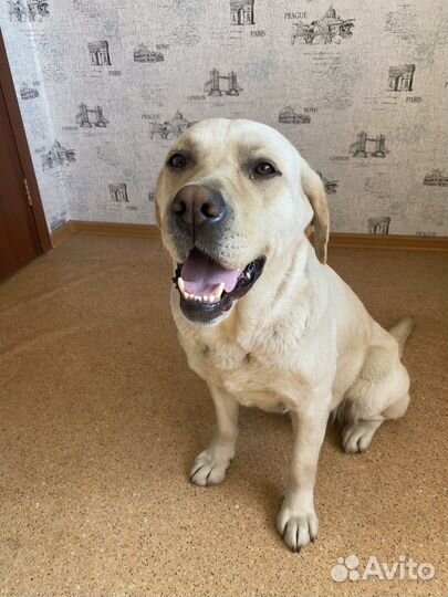 Щенки лабрадора