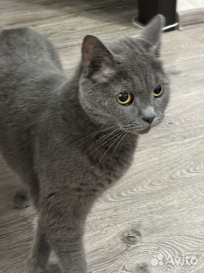 Британский кот