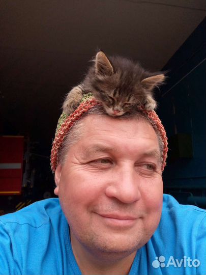 Котенок Чучело мяучело