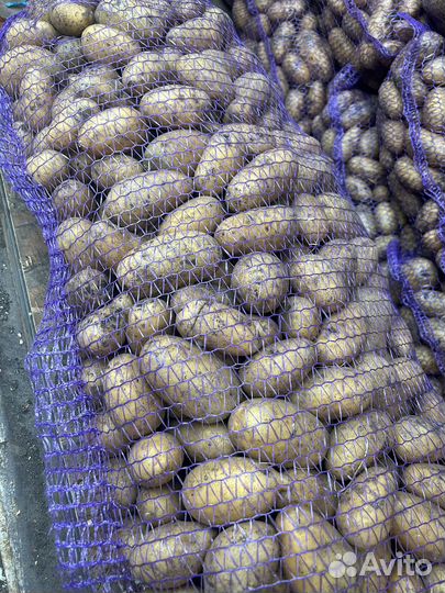 Картофель Боргустан