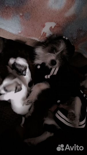 Мальчик чихуахуа