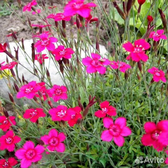 Неприхотливые цветы для сада