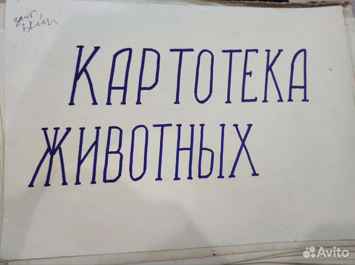 Картотека животных (старые рисунки)
