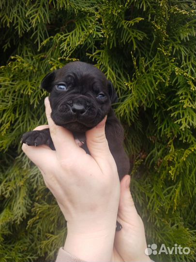 Щенки Питбуль-Прайтер