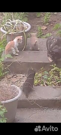 Котята в добрые руки бесплатно