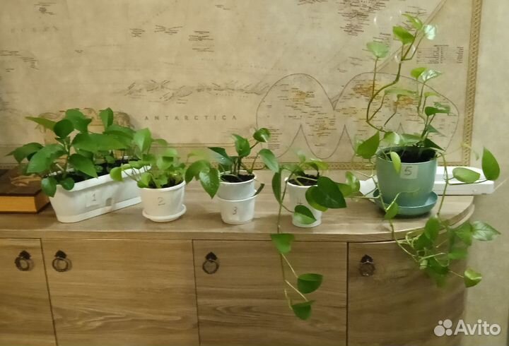 Эпипремнумы. Много. Разные размеры и количество