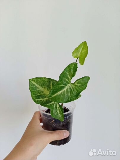 Сингониум Батерфляй