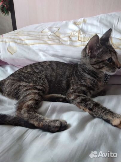 Котик бесплатно Отдадим в добрые руки