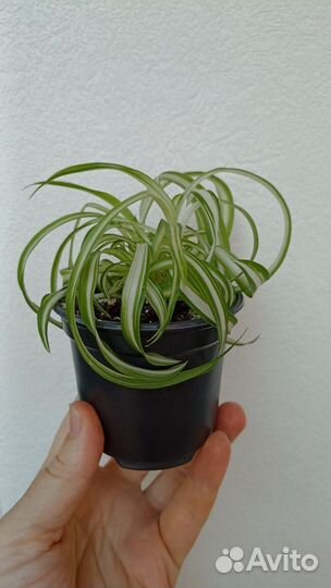 Хлорофитум кудрявый (Бонни) (Chlorophytum comosum