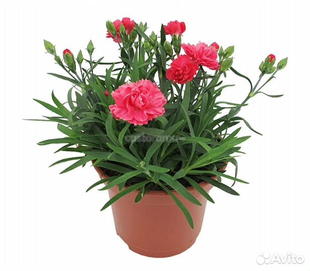 Калла эфиопская детки и гвоздика горшкавая