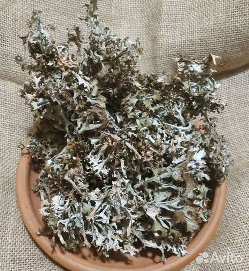 Исландский мох