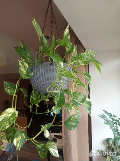 Комнатные растения