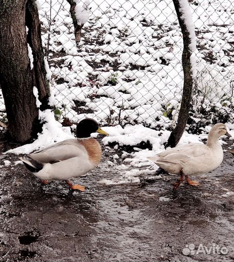 Подсадные утки (чубарые,тульские,мраморные)