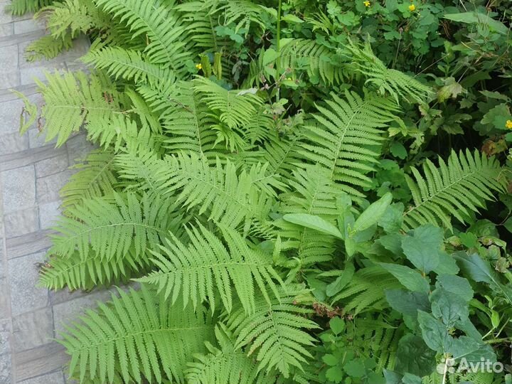 Папоротник садовый