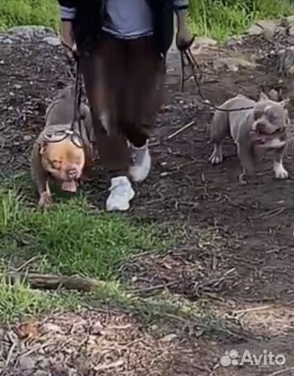 Кинолог профессиональный онлайн