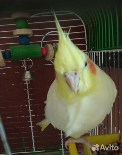 Попугай корелла