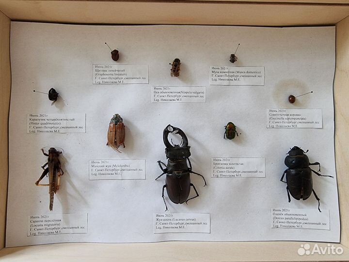 Засушенные насекомые в рамке