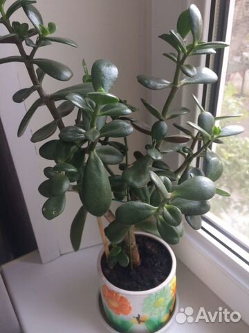 Домашние растения