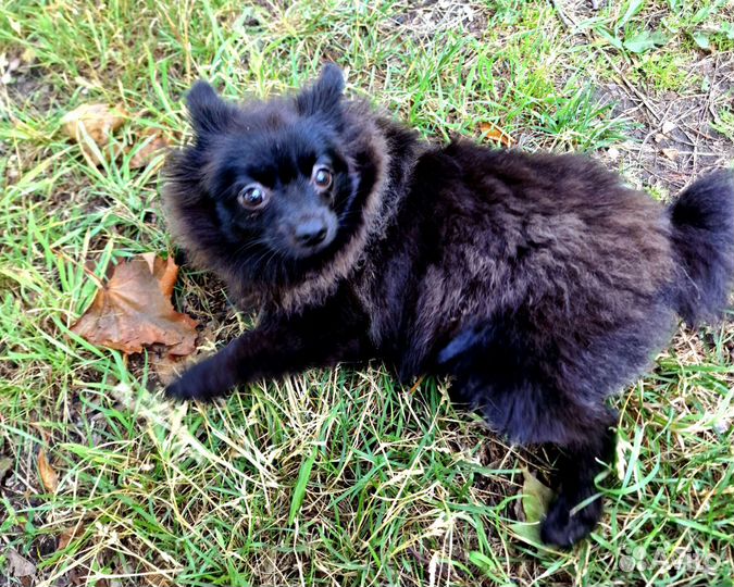 Собаки щенки шпиц