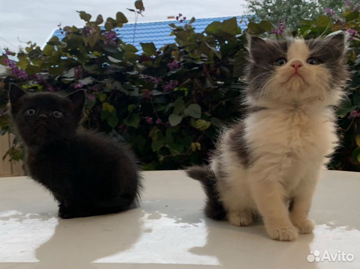 Котята ищут дом