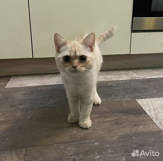 Кот Chivas. Вязка