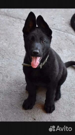 Восточноевропейская овчарка Щенки от Чемпиона