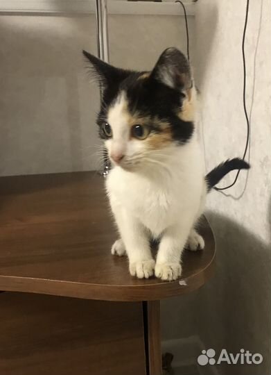 Домашние животные кошки
