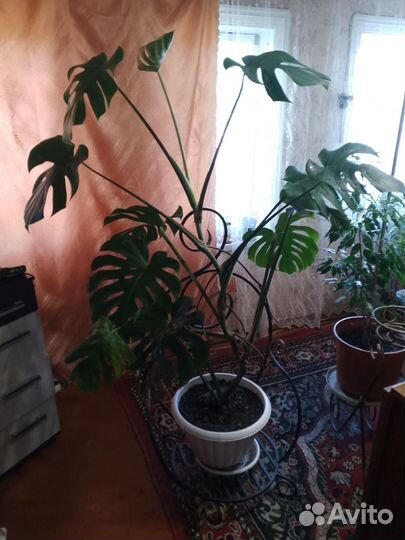 Комнатные цветы, растения