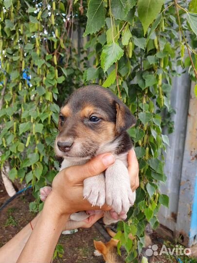 Щеночек-колобочек 2 месяц в дар