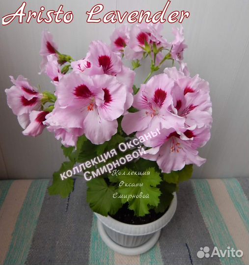 Герань пеларгония королевская