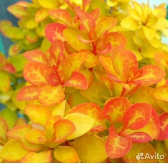 Саженцы декоративных растений