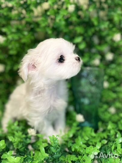 Мальтезе РКФ