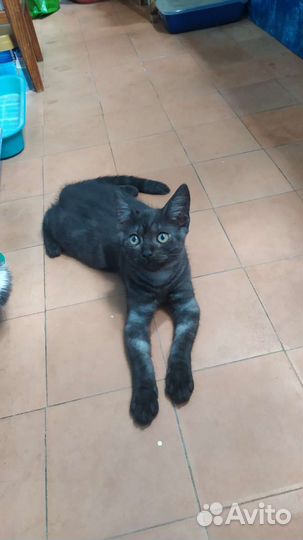 Котята