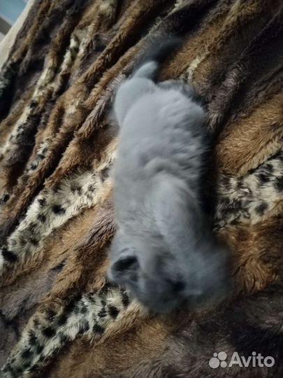Британские вислоухие котята