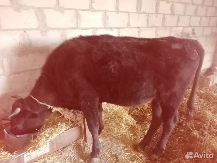 Телка продаётся